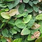 ficus pumila