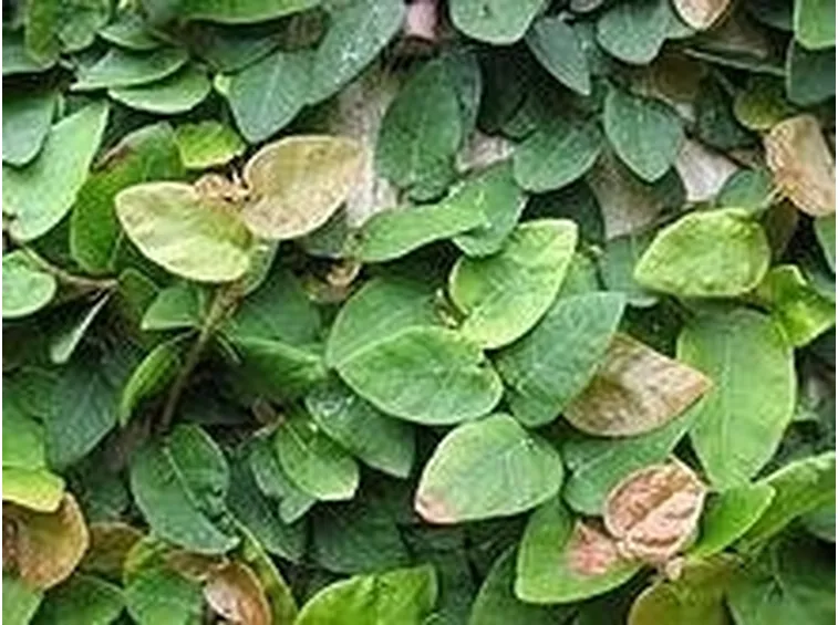 ficus pumila