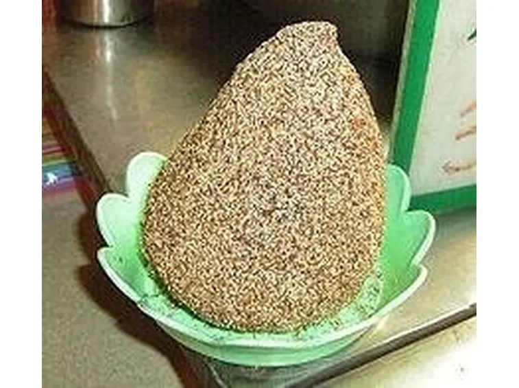 ficus pumila 2