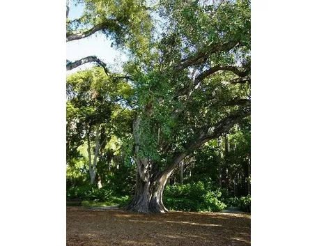 ficus religiosa