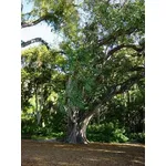 ficus religiosa