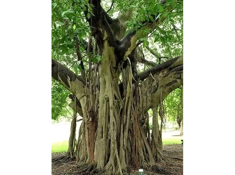 ficus religiosa 2