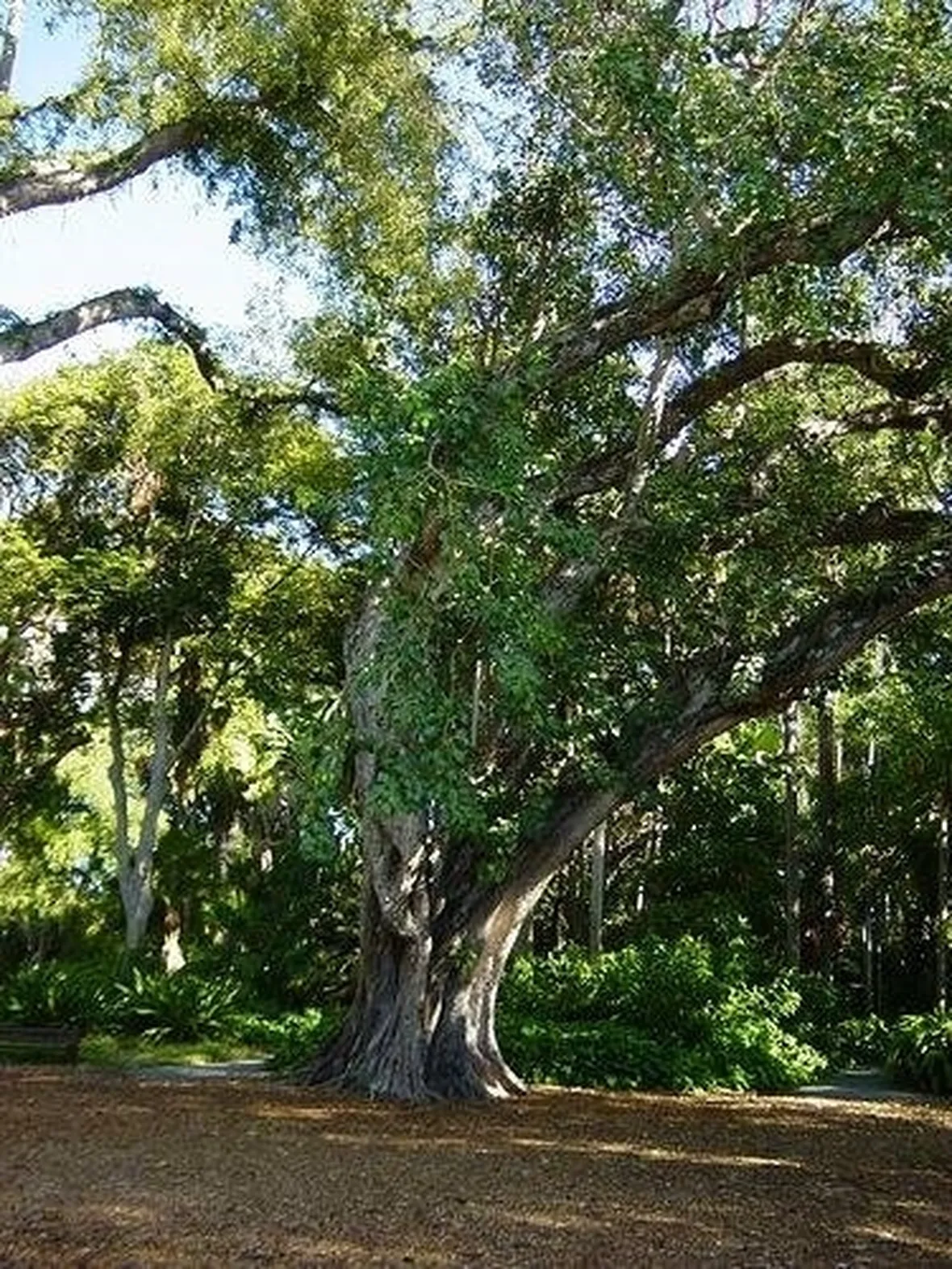 ficus religiosa