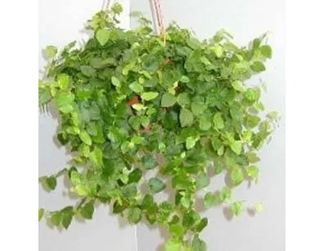 ficus repens