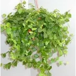ficus repens