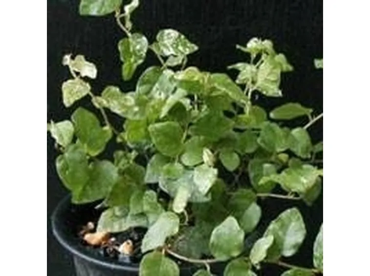 ficus repens 2