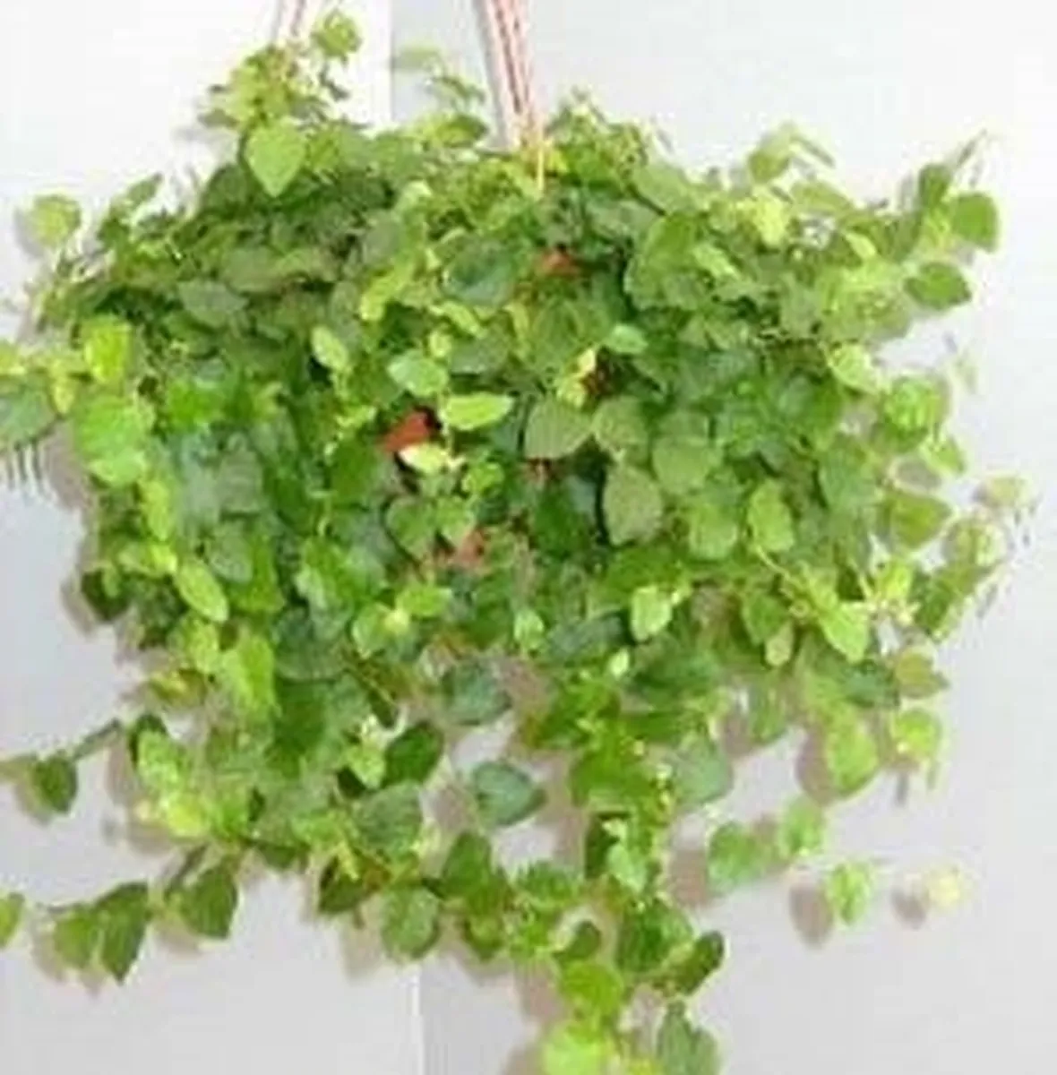 ficus repens