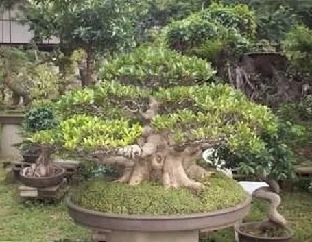Ficus retusa bonsai