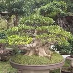 Ficus retusa bonsai