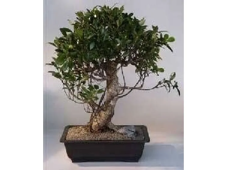 Ficus retusa bonsai 2 