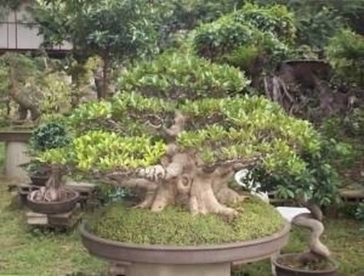 Ficus retusa bonsai