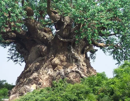 ficus retusa