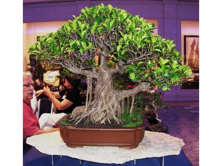 ficus retusa