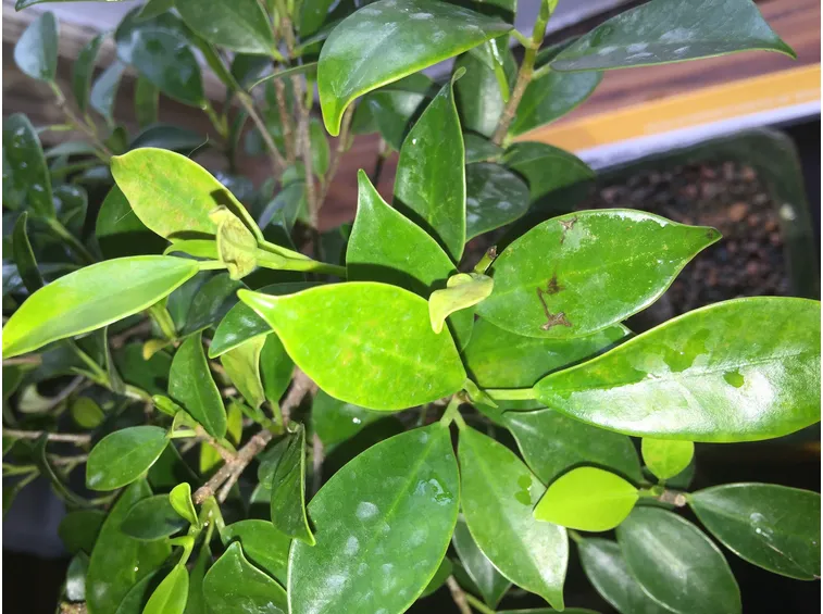 ficus retusa mancanza di ferro