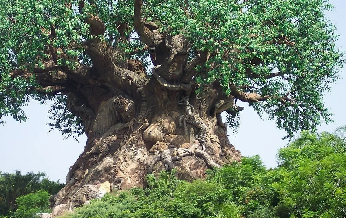 ficus retusa