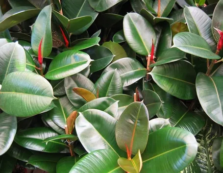 ficus robusta