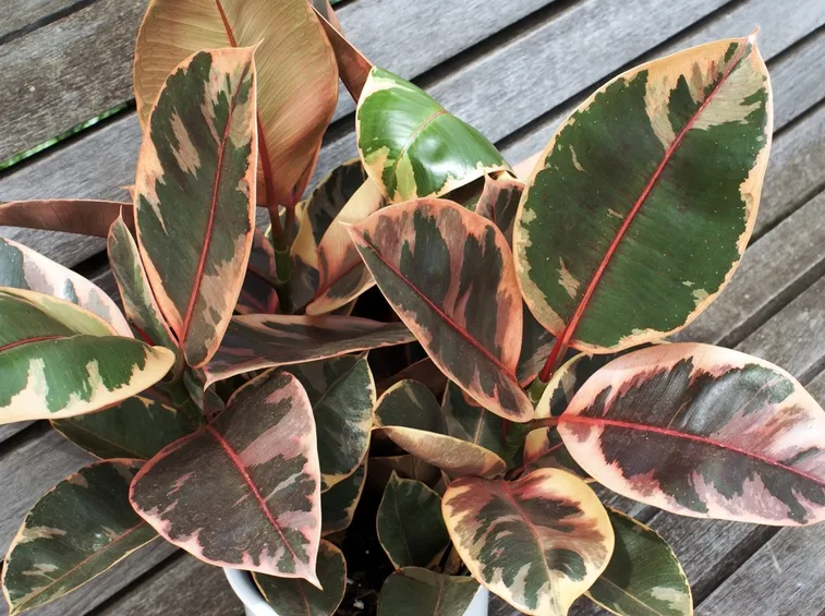 ficus robusta
