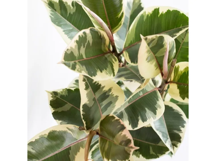 ficus robusta variegato