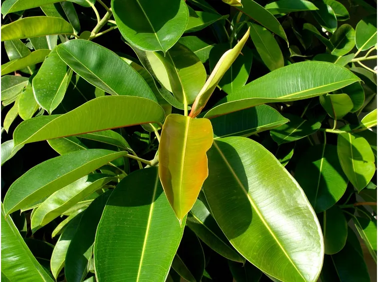 ficus robusta