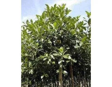 ficus rubiginosa