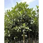 ficus rubiginosa