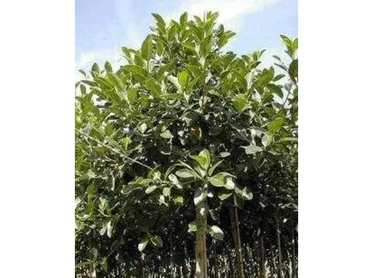 ficus rubiginosa