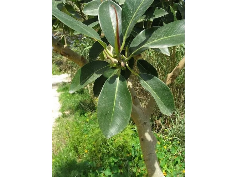 ficus rubiginosa 2