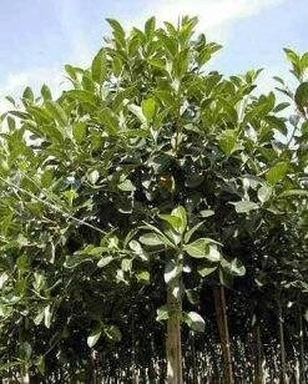 ficus rubiginosa