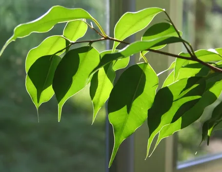 Ficus benjamin