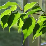 Ficus benjamin