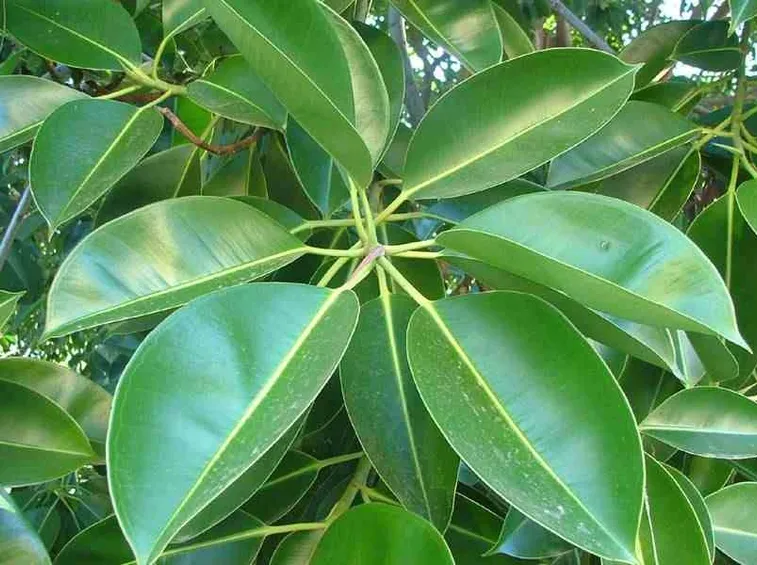 Ficus piante