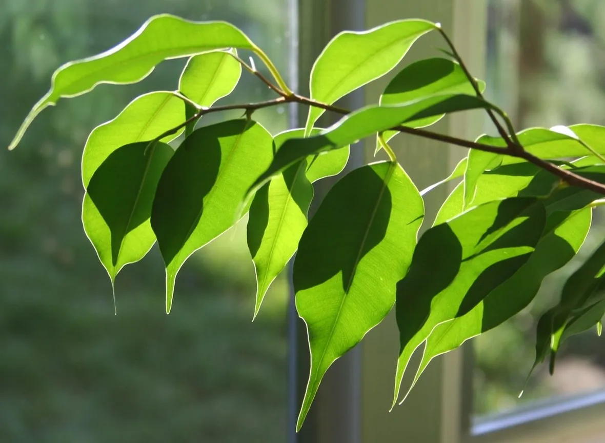 Ficus benjamin