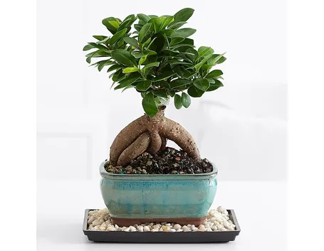 ginseng ficus bonsai