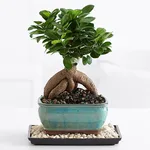 ginseng ficus bonsai