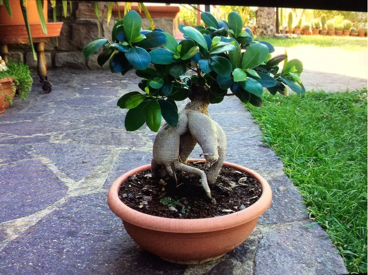 ginseng ficus bonsai