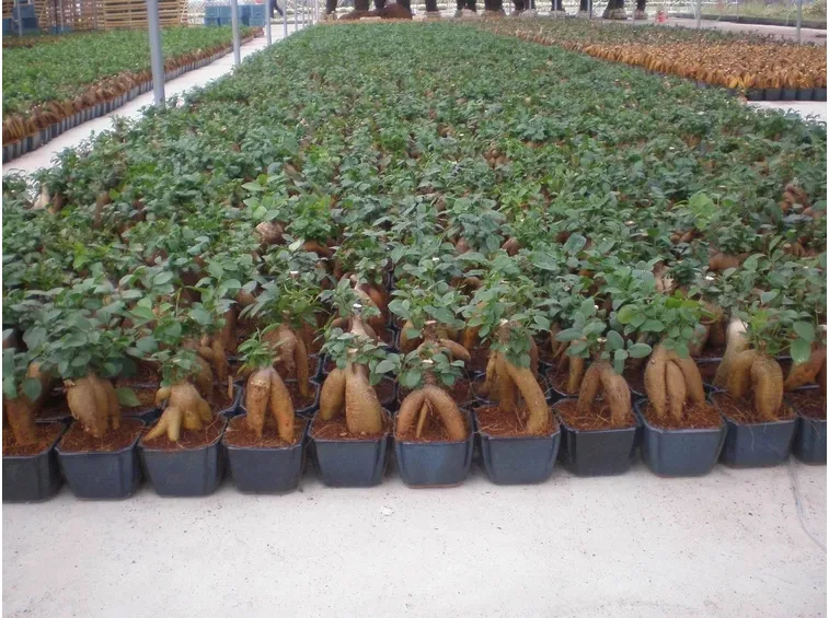 bonsai ginseng coltivazione