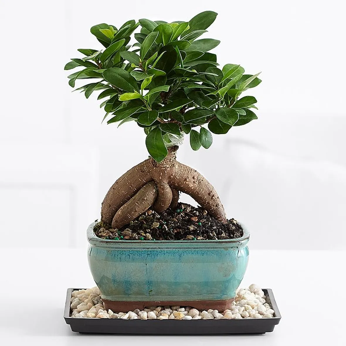 ginseng ficus bonsai