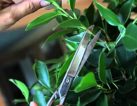 ficus bonsai potatura