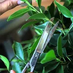 ficus bonsai potatura