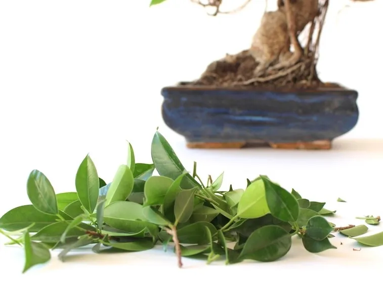 potare ficus bonsai