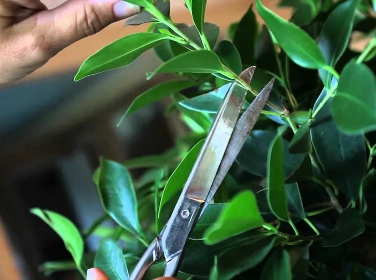 ficus bonsai potatura