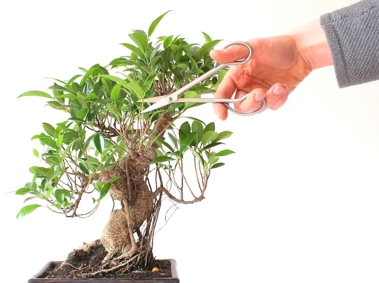 ficus bonsai