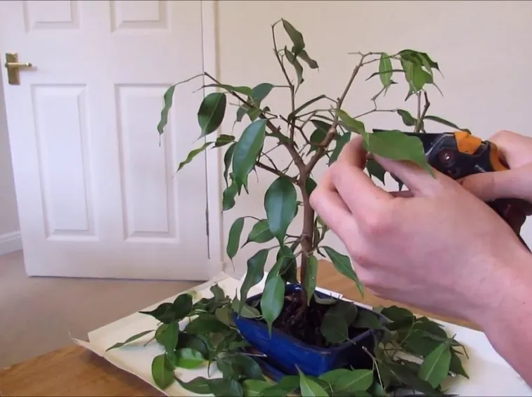 potare bonsai ficus