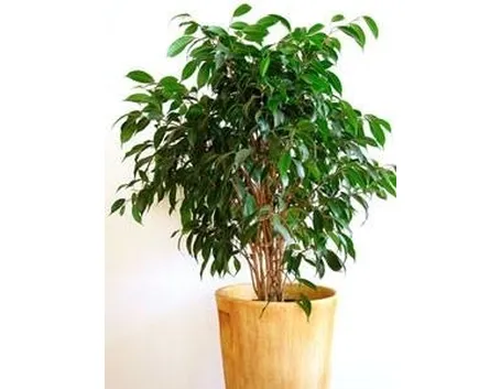 ficus benjamin