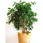 ficus benjamin