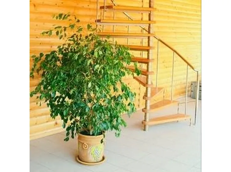 ficus Benjamin 2
