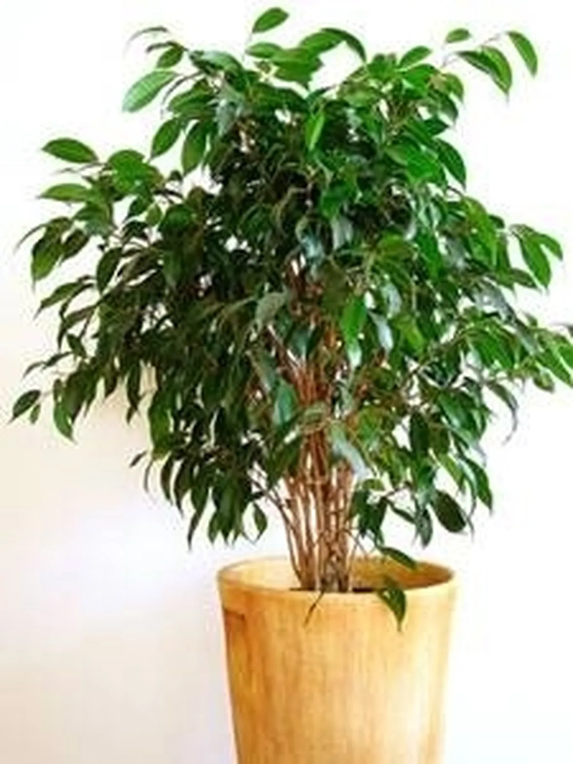 ficus benjamin