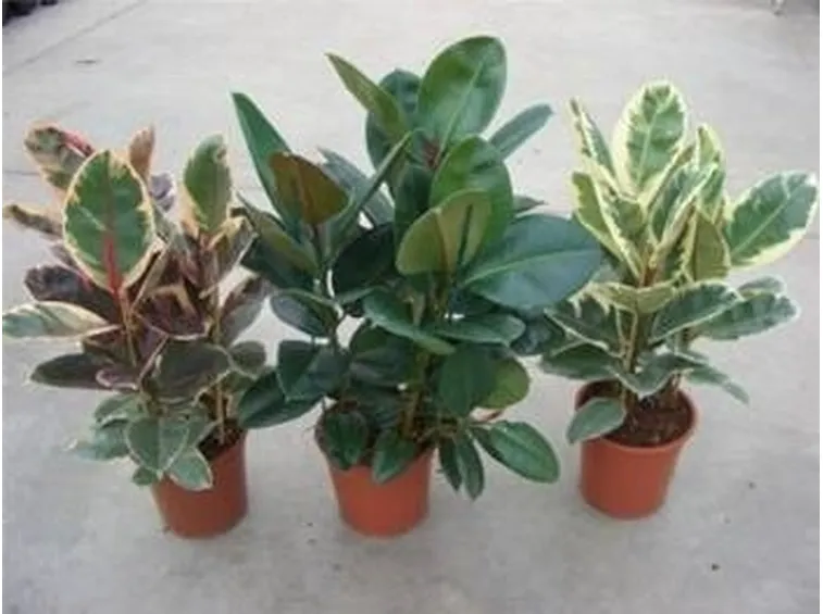 ficus Benjamin 2