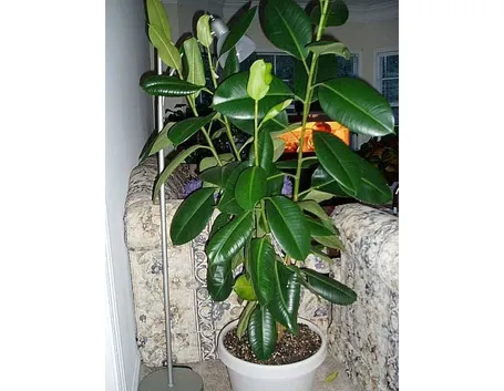 Ficus Elastica