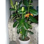 Ficus Elastica